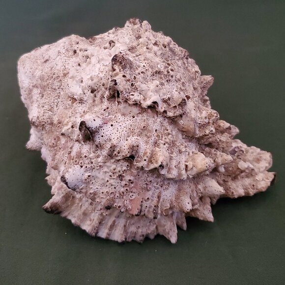 Extra Large Sandy Sea Shell with Wide Mouthed Spikey Conch - Picture 7 of 12